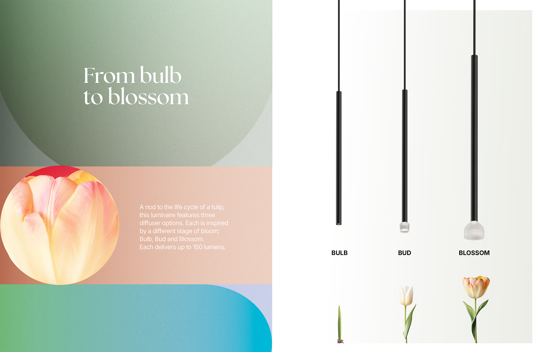Tulip Lighting
Brand : Eureka
Designooor
Hamed Mahzoon